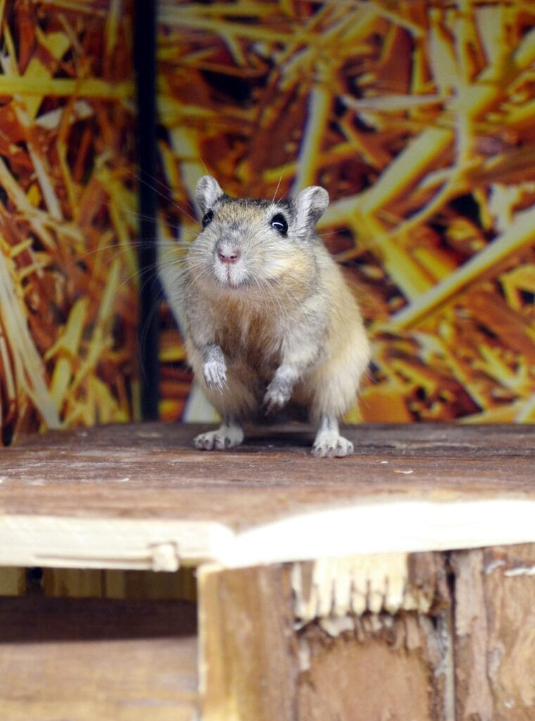 Pet store insurance