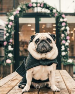 pet supply store